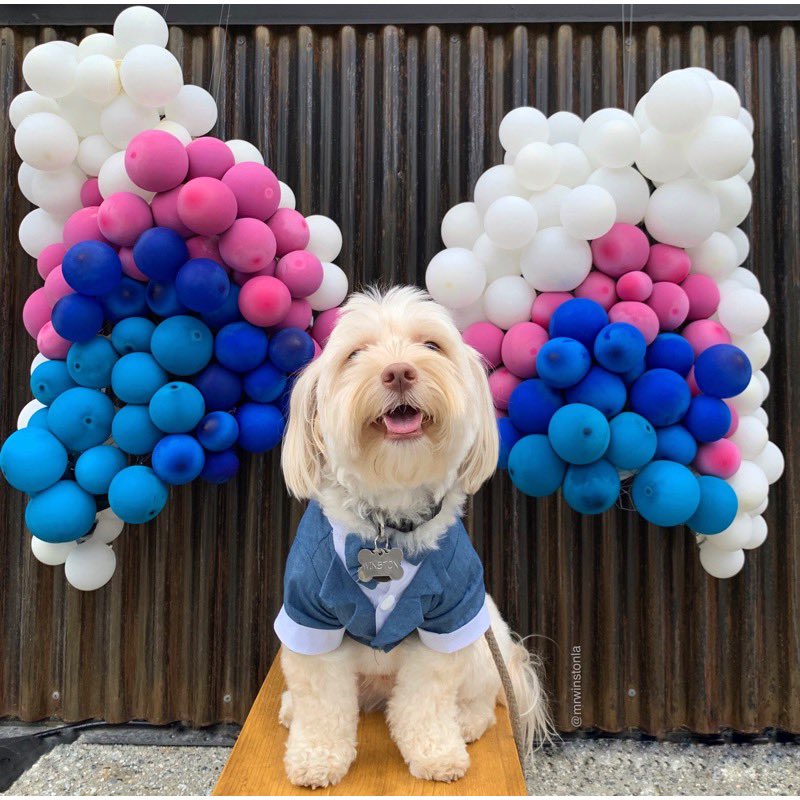 Winging it! #MondayMotivation #dogsoftwitter #smile