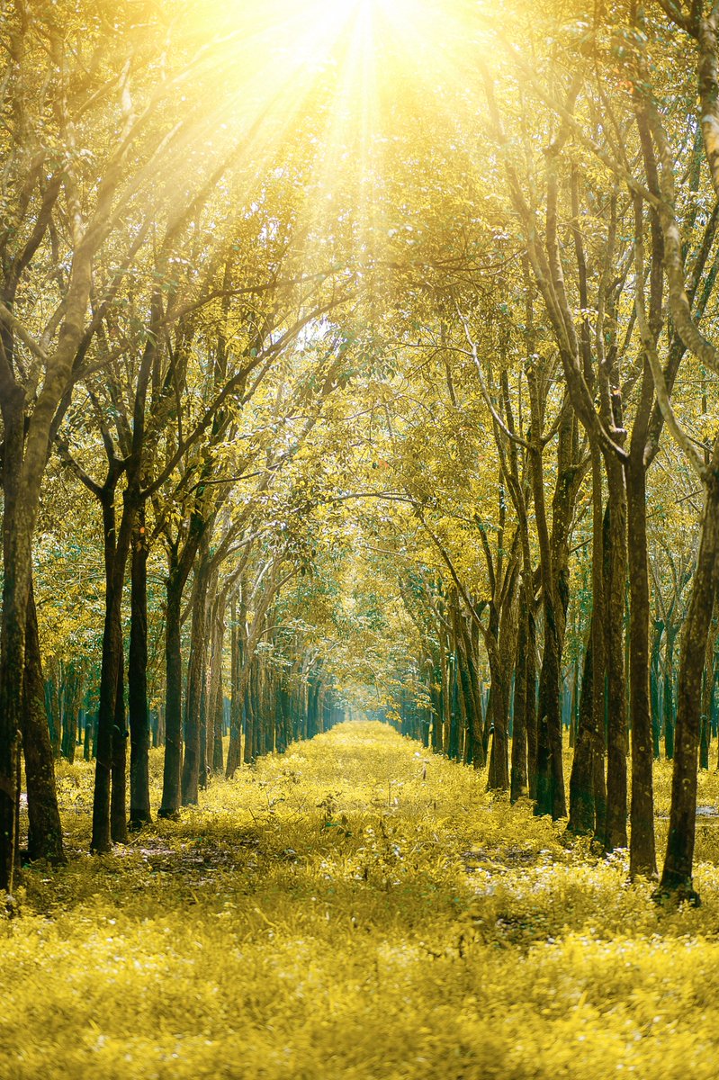 6 benefits of urban trees 🌳 bit.ly/2Ga1BPX