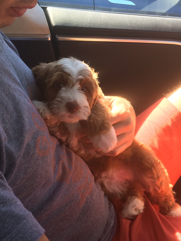 labradoodle story tails