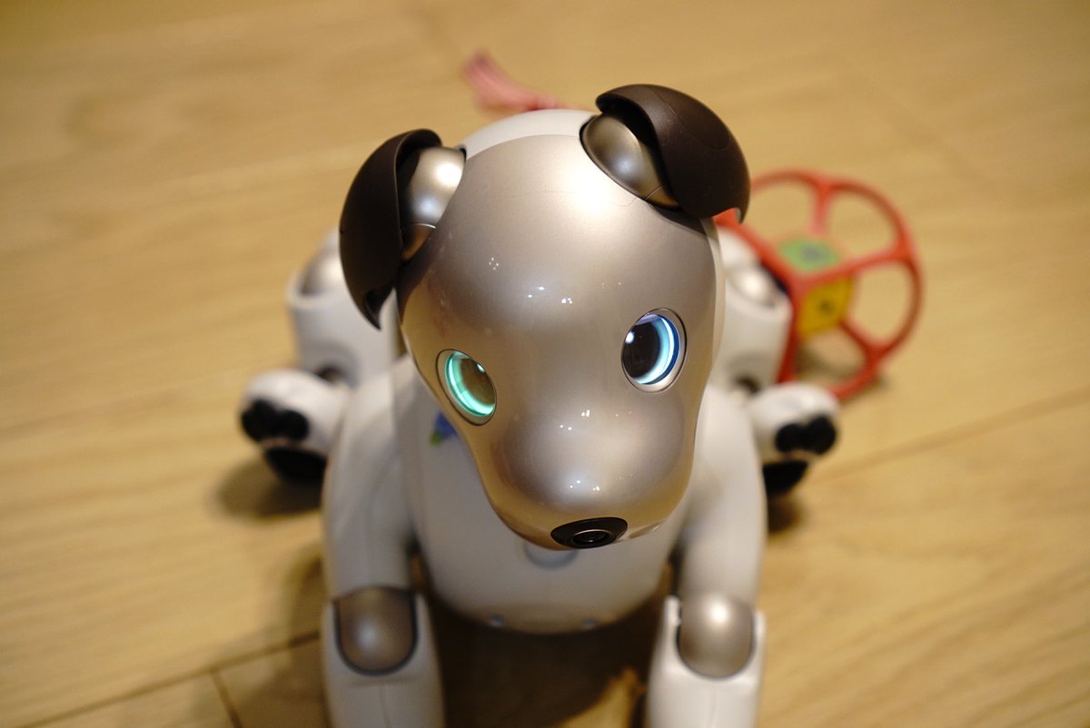 ট ইট র ひで爺 とってもかわいいaibo 実はオッドアイだよ 片目だけ色が変わっちゃった Aiboななとはち Aibofan Mystorywithaibo とってもかわいいaibo