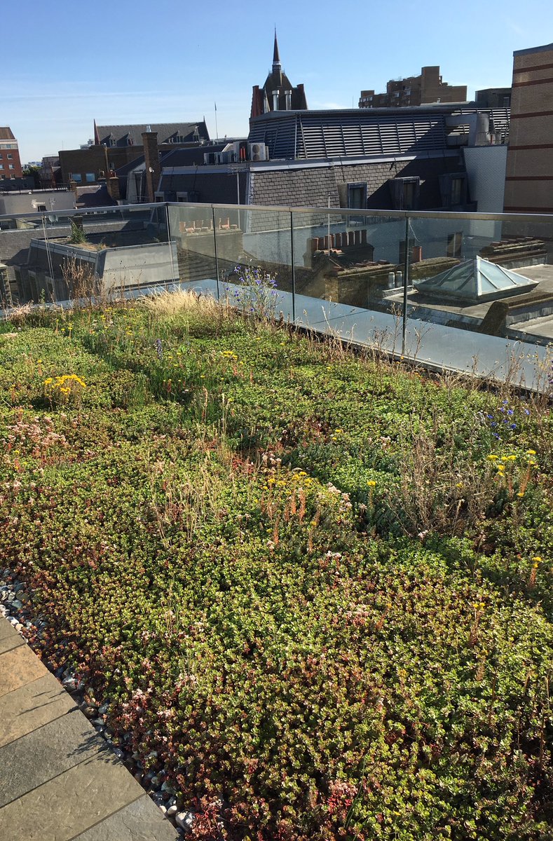 Nice little green roof on Chancery Lane #greenroof #chancerylane #greenroofs #livingroof #london #cityoflondon #city #flowers