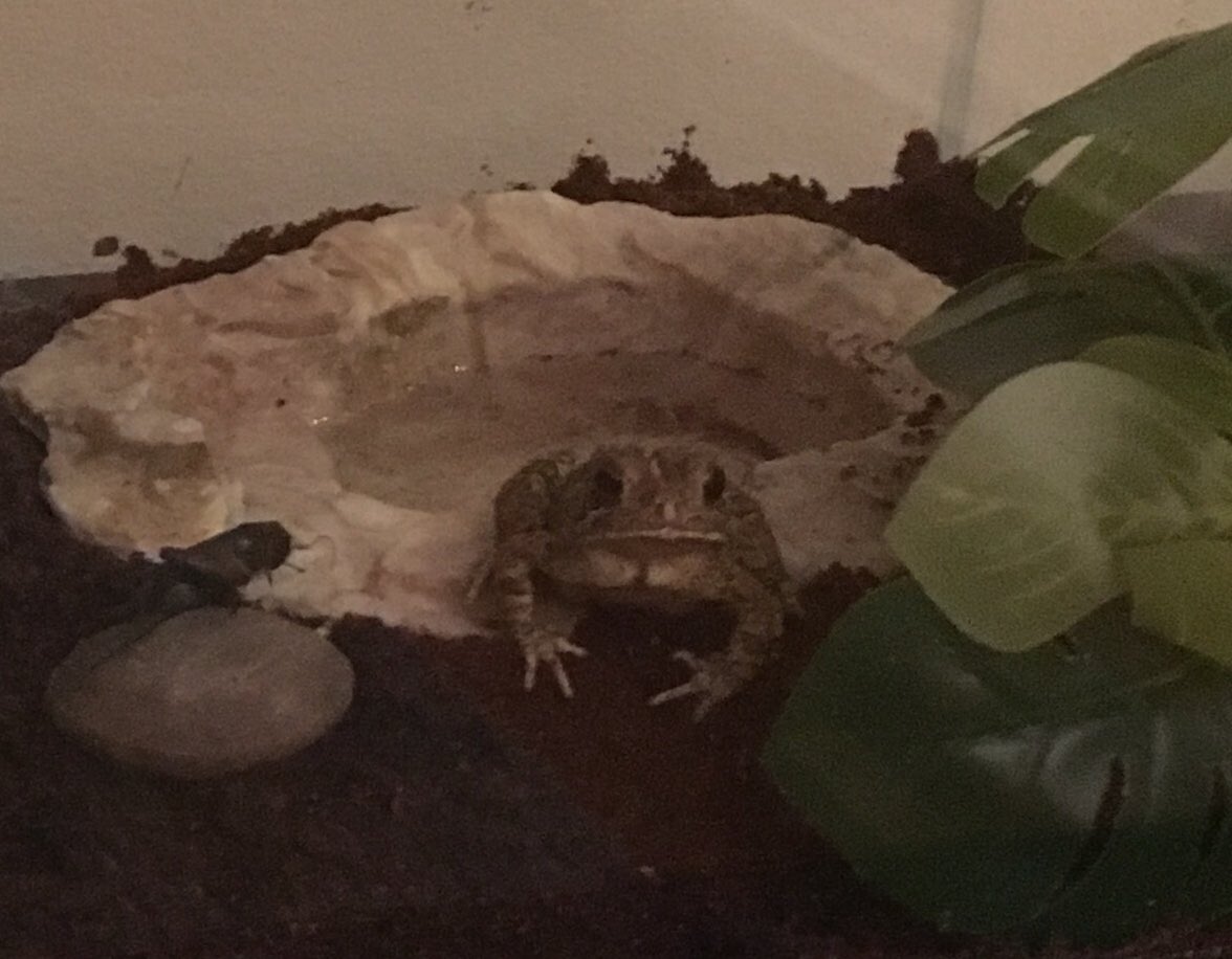 ColluraMrs's tweet photo. @MissCharlesBio Such a sweet toad! https://t.co/uU37uMglzR