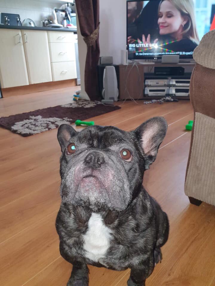 FB_Saviours's tweet photo. https://t.co/48RxDqgrbI #adoptdontshop #frenchbulldogs #rescuesrule #adoptionpost @P_Wicks01 ๐ https://t.co/UqFK838nJs