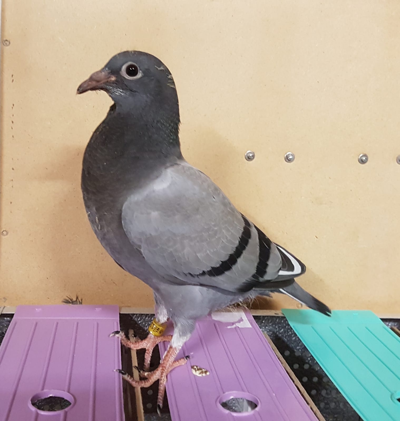 Nyc Parks Have You Ever Seen Baby Pigeons Here S What They Look Like Spotting Baby Pigeons Is Rare Since They Often Stay In Their Nests For Up To A Month