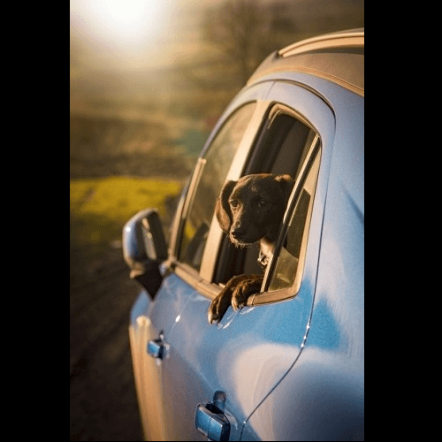 PearlyPets's tweet photo. Did you know it is now against the law for you to travel with your pet unsecured in your vehicle? 

Read our post https://t.co/bemaet9mGv https://t.co/VzgZwp0yyj