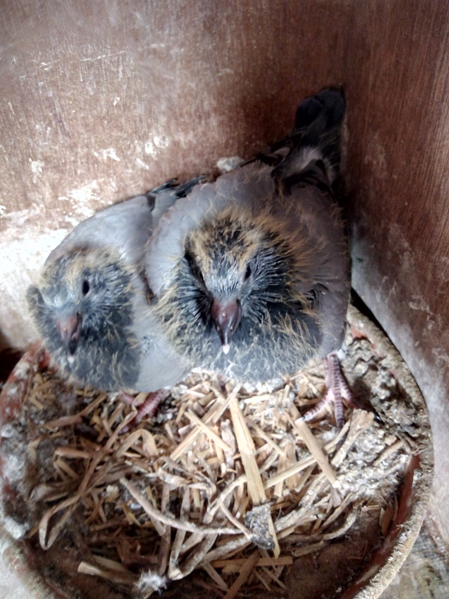 Nyc Parks Have You Ever Seen Baby Pigeons Here S What They Look Like Spotting Baby Pigeons Is Rare Since They Often Stay In Their Nests For Up To A Month