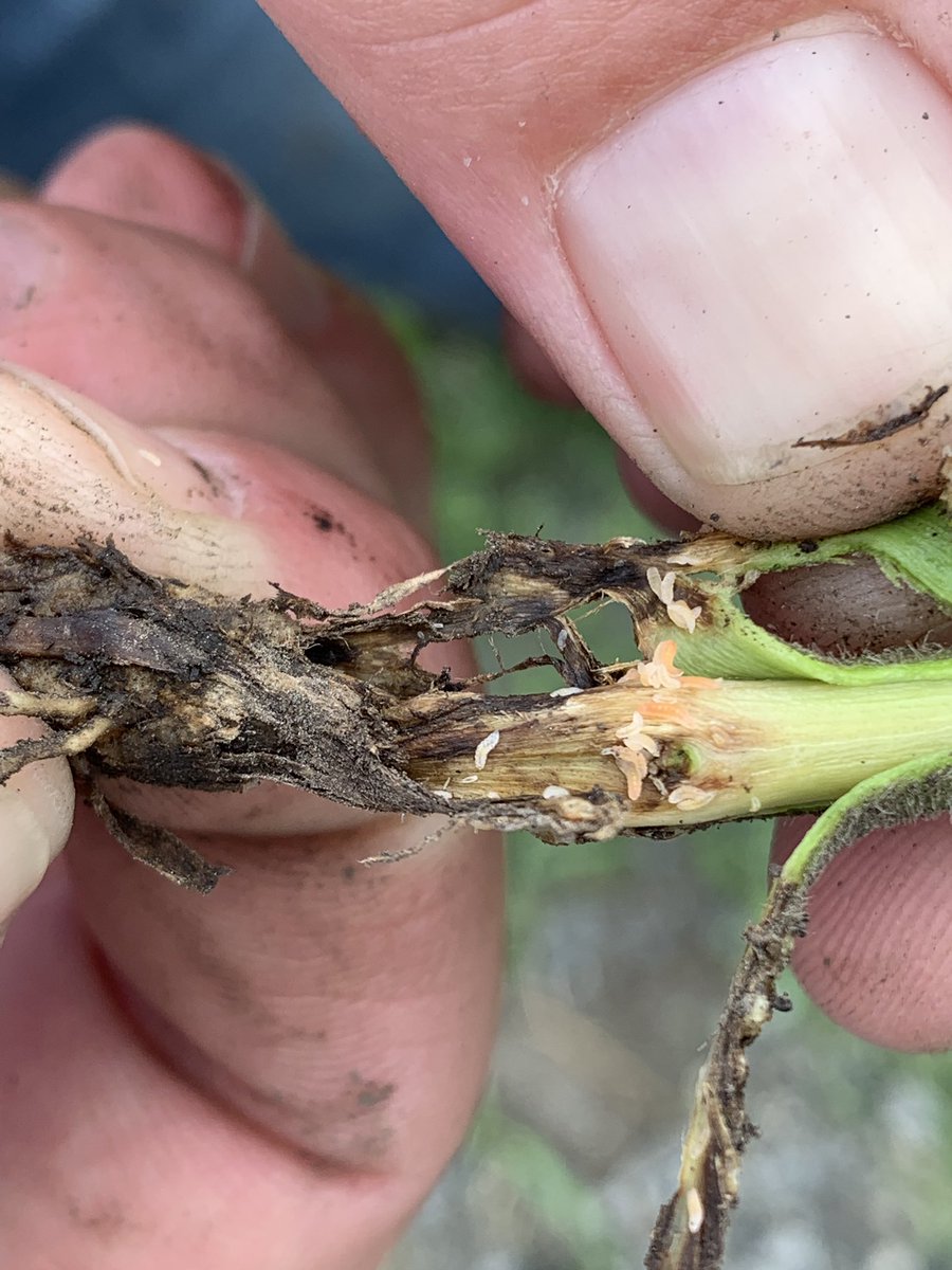 Agron_Baum's tweet photo. Soybean gall midge larvae found in cass county Iowa. @justinmcmechan @erinwhodgson @IowaSoybeans https://t.co/j5wnwLRXTa