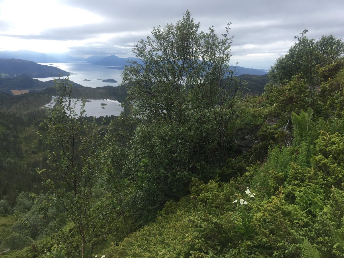 På Valfjellet i Tingvoll kommune har furuskoggrensa steget med 65 m på 80 år, bjørkeskogen med 93 m. Takk til alle som registrerer tre- og skoggrenser for @turistforening og @UniOslo_NHM. God trening, og garantert til nye turmål: https://t.co/AlNmt8TBhz https://t.co/Xu91PyBYxp