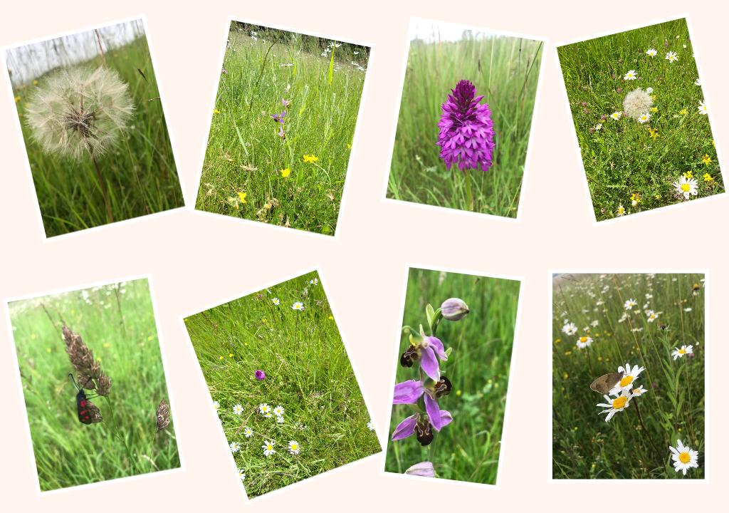 This field was a boring bit of grassland when in 2012 we added a sprinkling of wildflower seed. After a slow start and careful management, we've watched as a blaze of colour and cacophony of sound has developed in this small corner of Wiltshire! Proud? You bet we are!