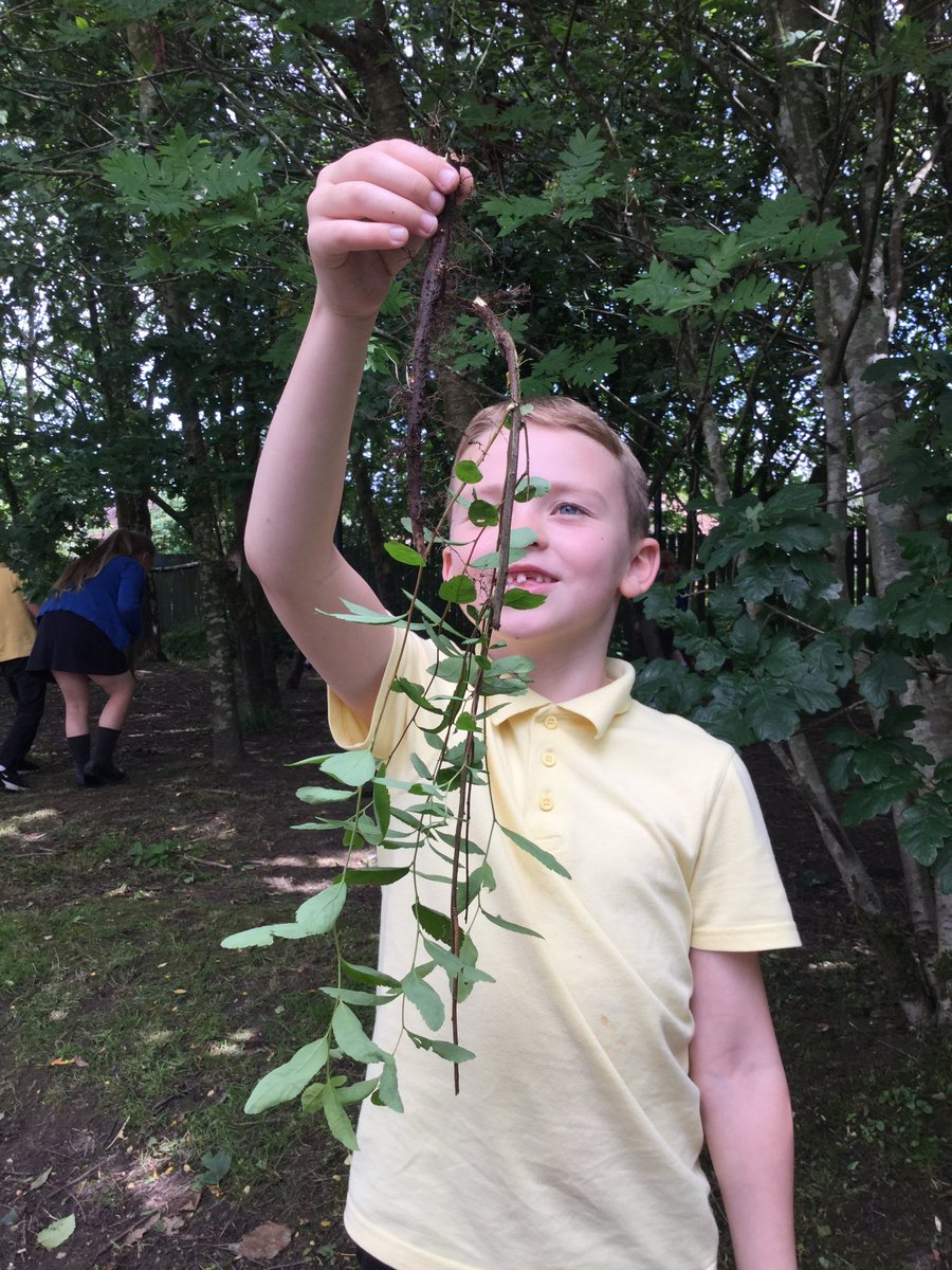 Year4CT's tweet photo. Today we went into the woods to find all the different parts of a plant. #outdoorlearning #science #theskysthelimit #flowerstemleavesroots #Y2C https://t.co/fFOK38qlmK