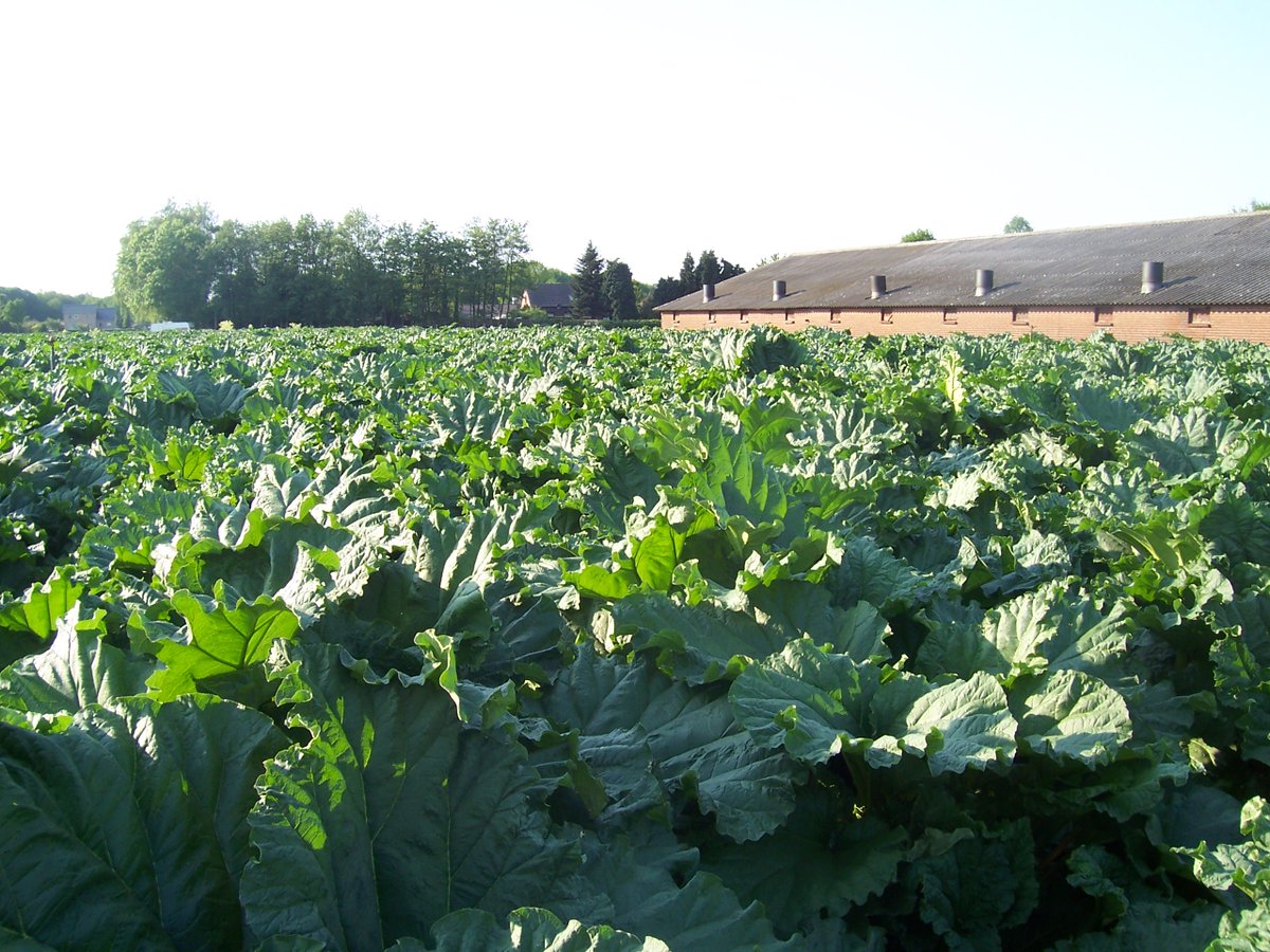 FoodfromFood's tweet photo. Rabarber siroop, witlofsnack, gefermenteerde groenten, hartige banaanburger en mosterd op basis van uimoes "Moesterd"  ontwikkeld door de studenten van de @HAShogeschool. Geweldige inspiratie voor plantaardige nevenstromen. https://t.co/kRK5Lauyv1 https://t.co/iP9VRBFEDC