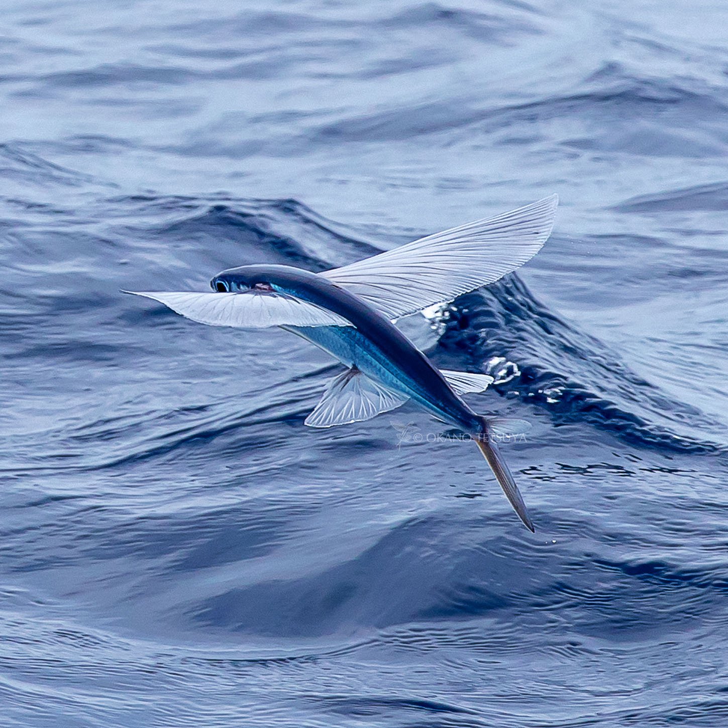 T Okano やっぱりトビウオは美しい カッコいい 素晴らしい トビウオ Flyingfish T Co 2gggq8kxmq Twitter