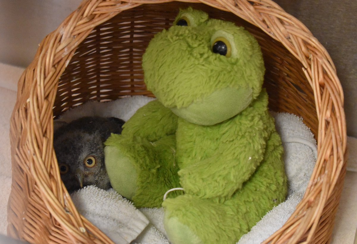 CROWClinic's tweet image. For some of our wildlife patients, like this #easternscreechowl, it is important to have a sense of companionship that they would normally receive from their nest mates. In addition to a stuffed animal "friend", there are also mirrors in its enclosure.