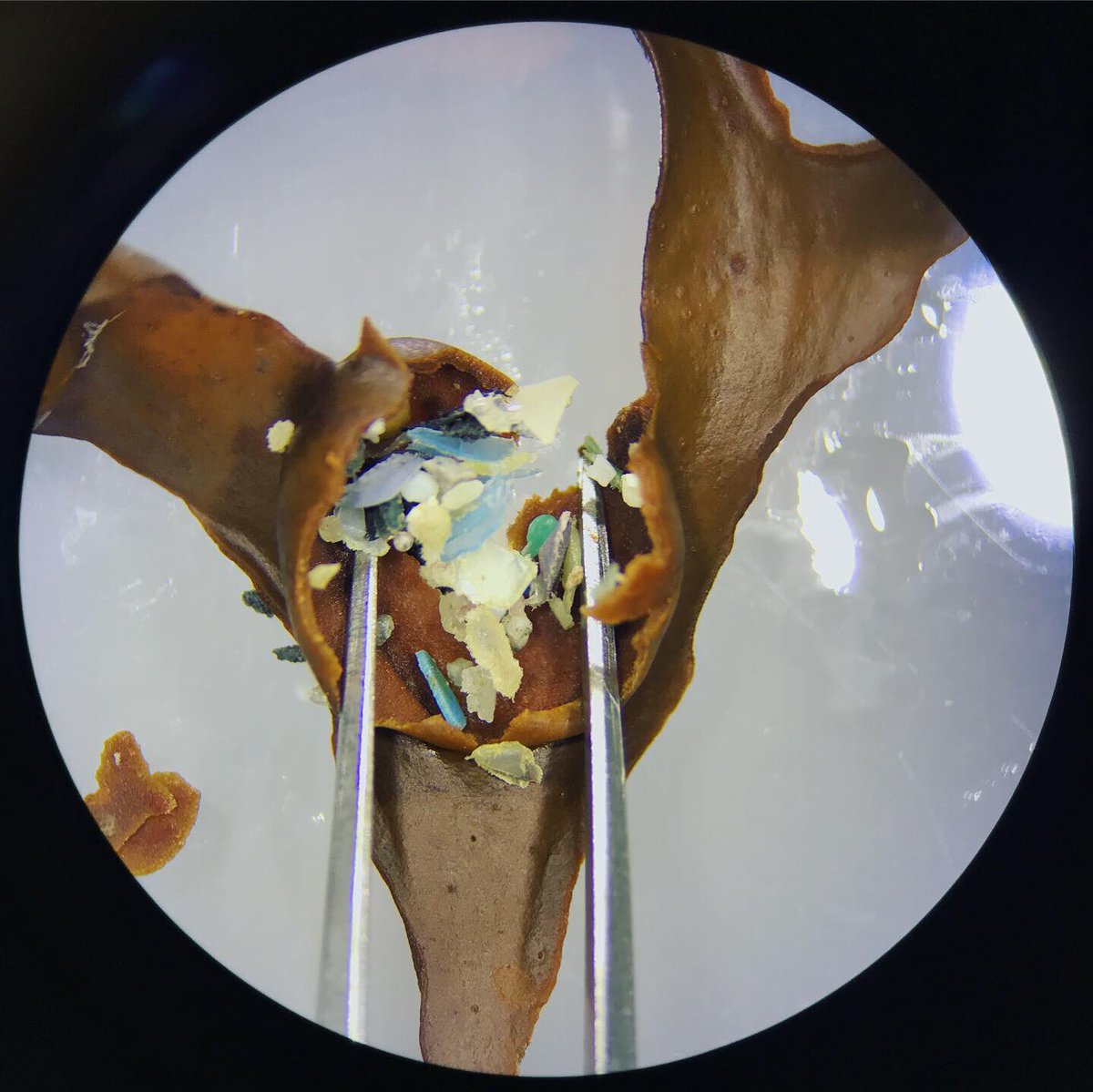 Dhodgson12's tweet photo. Found #microplastics within a seaweeds air bladder. 
Shows the level of #plastic animals can be exposed to. @RoyalHolloway #WarOnPlastics https://t.co/cKhAIfSJws