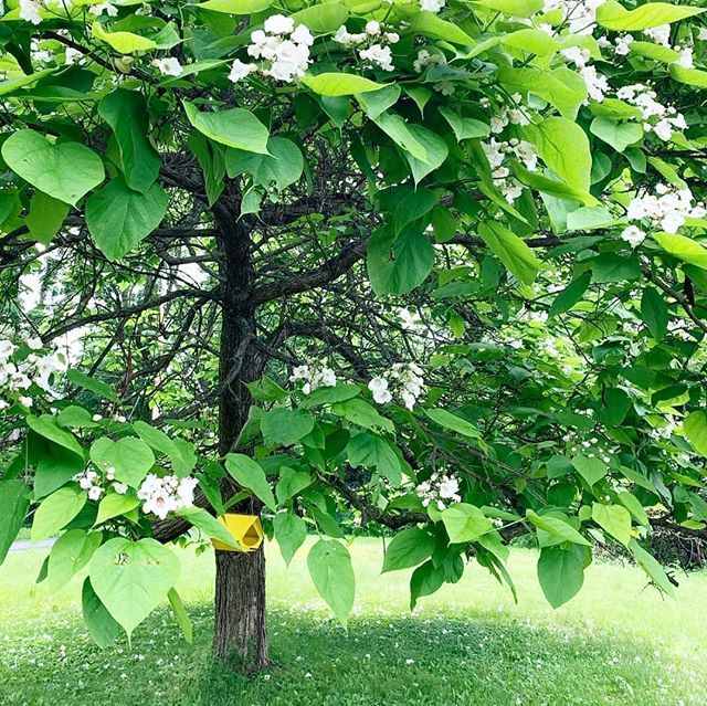 shiftmakes's tweet photo. Beekman in the the Catalpa tree - 📸 @dlgentile 🐦 https://t.co/voMEZkqwql https://t.co/UpuEJgRWVp