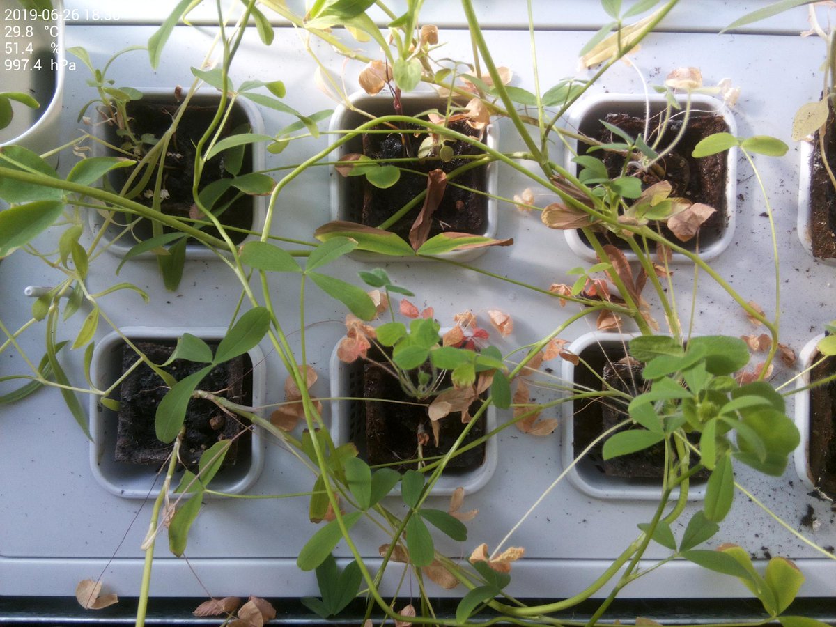 krautbeet's tweet photo. 29.8 °C at 51.4 % humidity and 997.4 hPa barometric pressure https://t.co/ZgzWHt6JRz