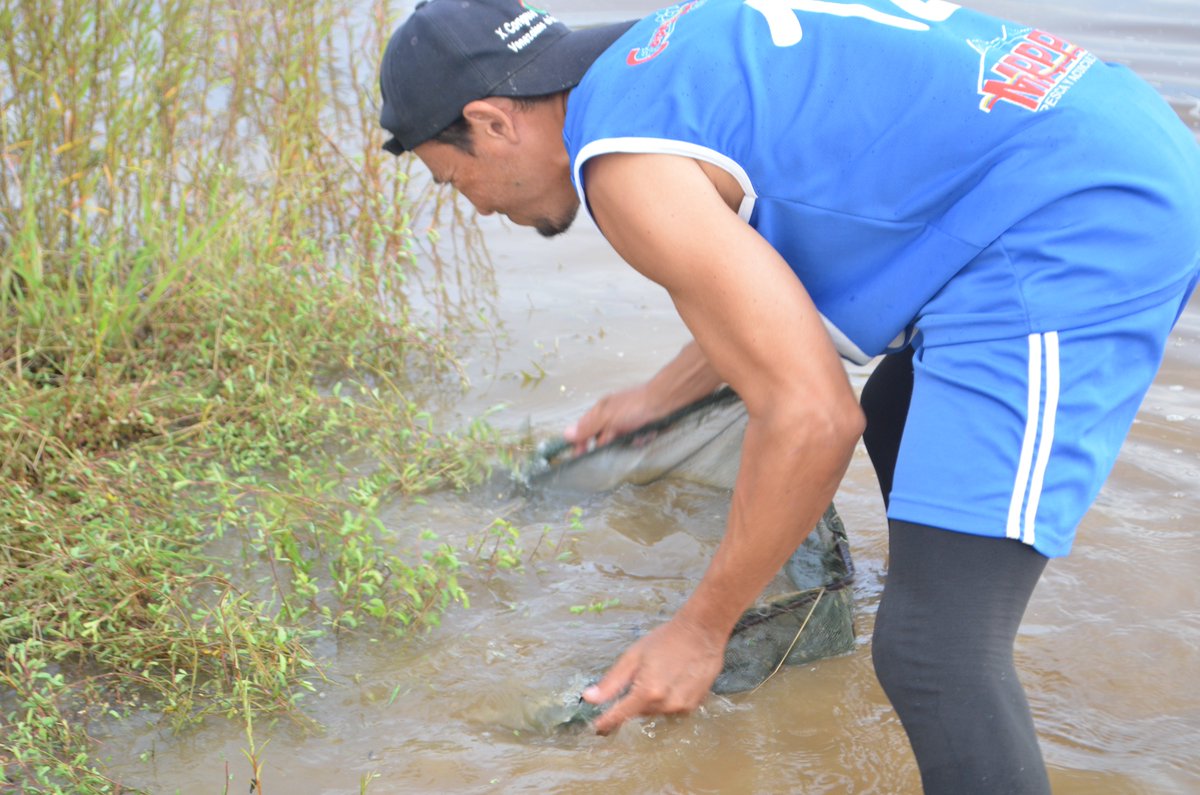 Acuarios_A's tweet photo. #ENFOTOS 📸 El equpo de pesca de Acuarios @Acuarios_A visitando los distintos espacios acuaticos de Puerto Ayacucho. Siguenos en Instagram --> @acuarios.ama  #AmazonasIndetenible #26Jun #PescamosParaPreservar #ProducciónParaLaPatria https://t.co/zZksWIGZig