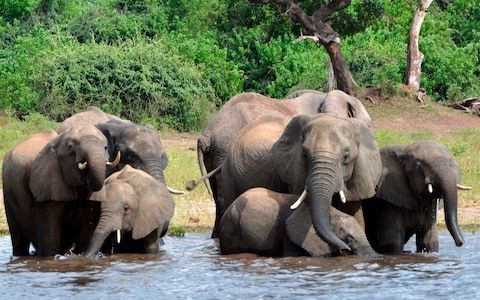 TheHALOTrust's tweet photo. How Africa's largest Cold War battlefield could become an elephant sanctuary:  
https://t.co/blCBDY4n1V

#Angola #conservation #landmines https://t.co/CzdPJGaLGB