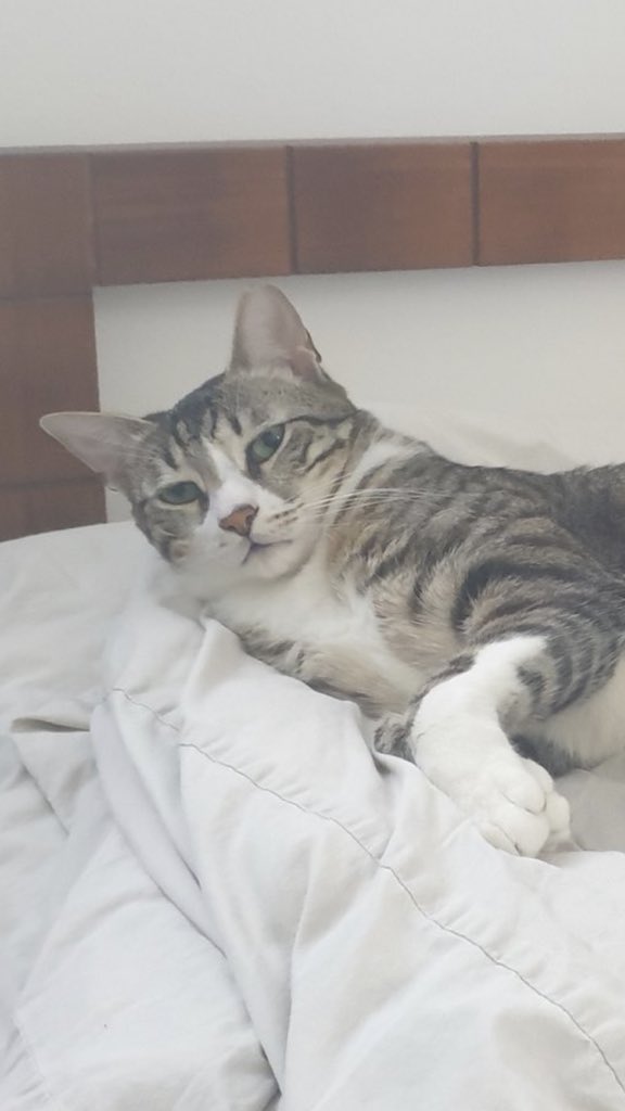 Mr_LimeBot's tweet photo. @Falular Cat is unimpressed with your photography https://t.co/St1HFZF5QR