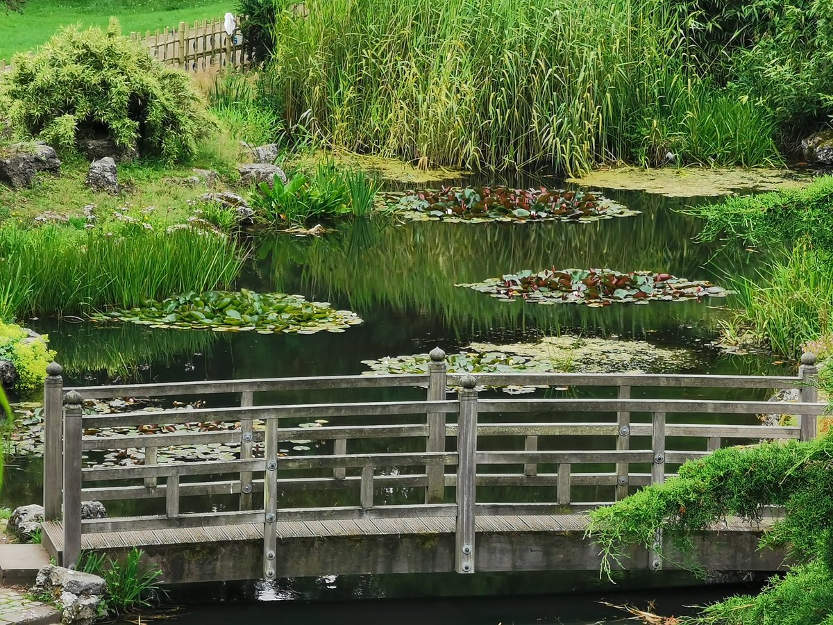 JanetteHall's tweet photo. Little bridge in the Japanese Garden in Avenham and Miller Park, Preston
#littlebridge #bridge #japanesegarden #avenhampark #millerpark #park #preston #Lancashire #igerspreston #igerslancashire #nature #naturephotography #uk #ukphotography #pond #ThePhotoHour @VisitLancashire https://t.co/6Ujr8QCp2L