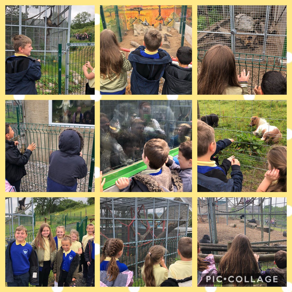 We had a great time today at Wales Ape & Monkey Sanctuary! #endangered #animals #apes #monkeys #educationalvisit #outdoorlearning