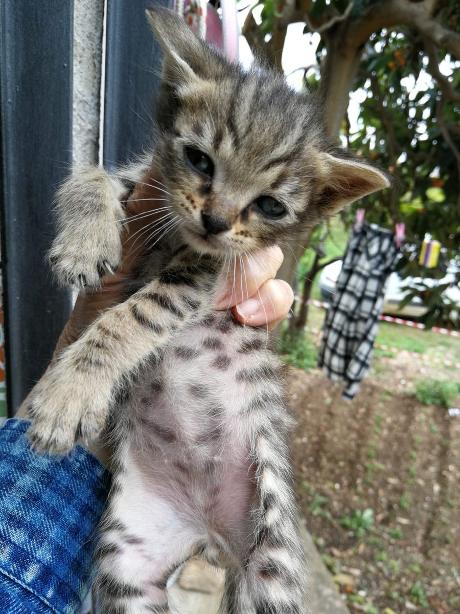 IL RIFUGIO E' PIENO DI #gattini !! Si trovano a Palermo,ma arrivano in tutta Italia vaccinati,sverminati e con libretto veterinario al seguito! Vi chiadiamo con tutto il cuore di regalar loro una casa,coccole e giochi,tutto quello che ancora non hanno avuto Francesca 3382506451