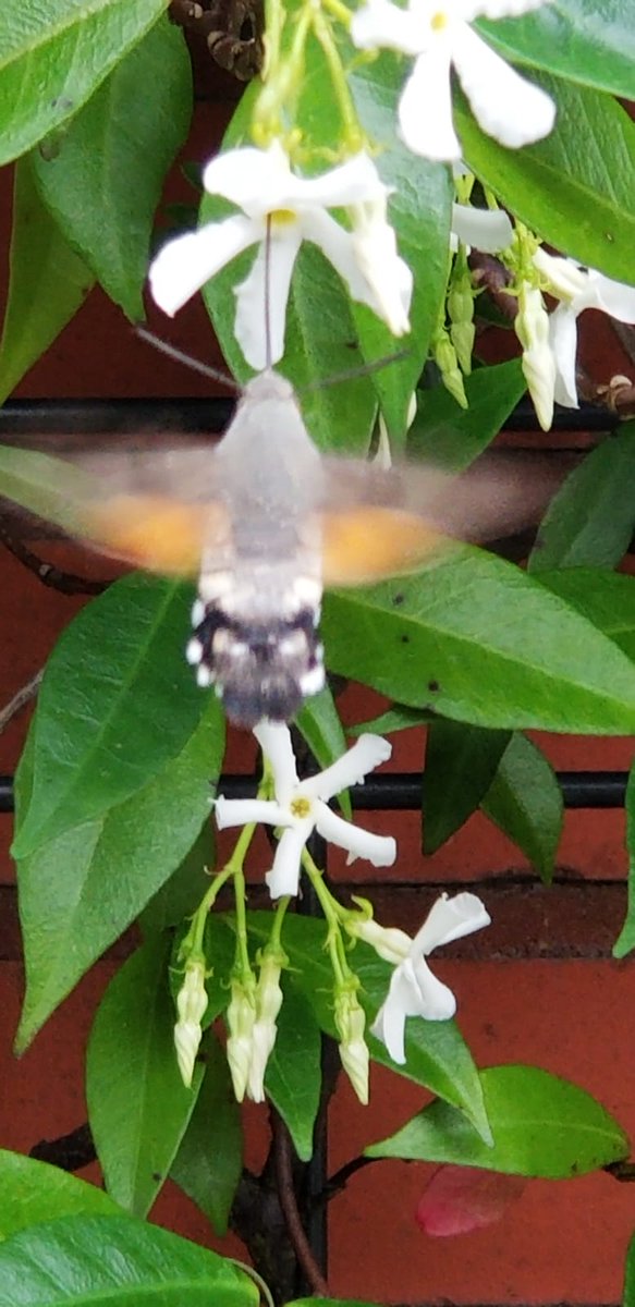 Vanmorgen voor het eerst een kolibrievlinder in de tuin gezien. Doet zijn naam echt eer aan. Heel tof! <a href="/VroegeVogels/">Vroege Vogels</a> <a href="/waarneming/">Waarneming.nl</a>