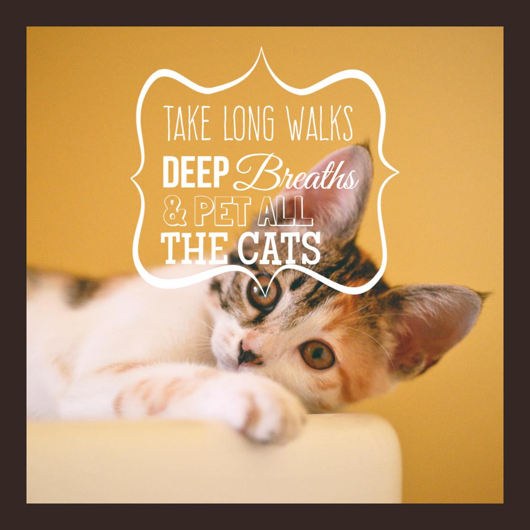 KoasHouse's tweet photo. Just saying, we all have goals. There are few things, more enjoyable than petting a cat. The happy content purrr is the ultimate reward.
.
.
.
#lifegoals #petallthecats #purrmore #koashouse #rescuecats #rescuedogs #love #worthit #todaygoals #lapcat #cats #catsrule https://t.co/e4lCRLgb7I
