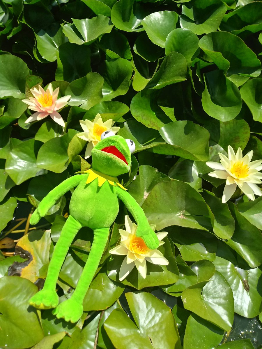 DCHS_Visits's tweet photo. Just chillin' with #TeamBarcelona #kermit #greenicon #enrichment2019 https://t.co/uOUBaflu7g