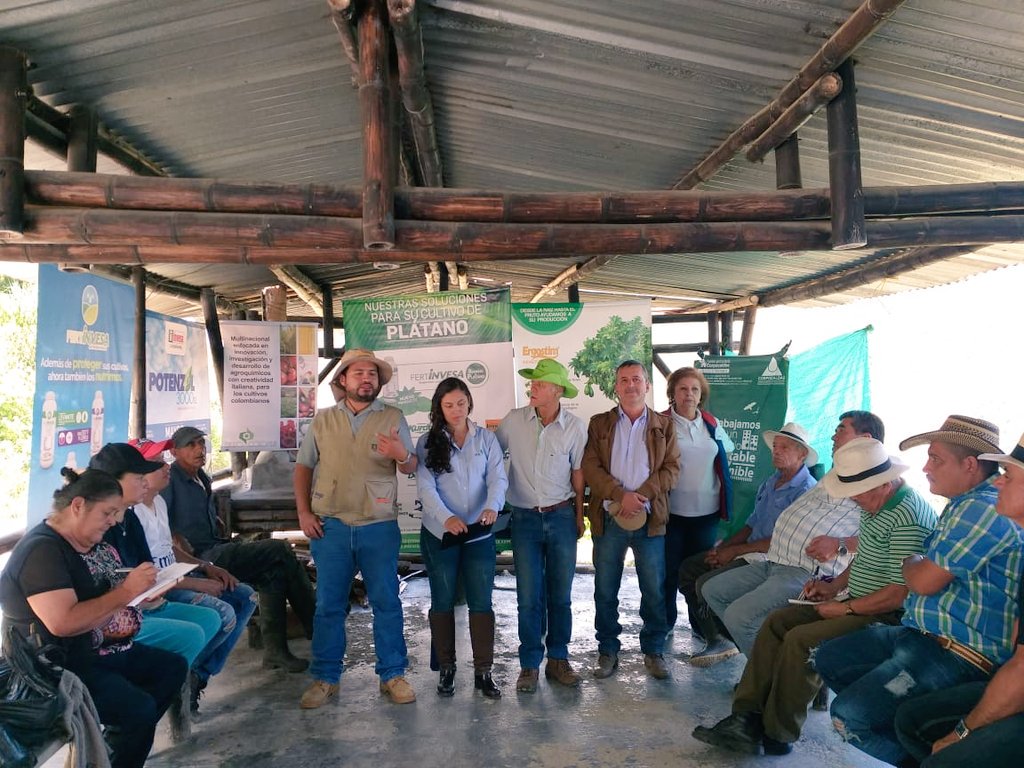 carogomezra's tweet photo. #EnEsteMomento día de campo cultivo de Plátano Municipio de Salamina vereda Buenos Aires. Gracias @ICACOLOMBIA @SomosAGROSAVIA #Isagro @AlcaldSalamina #Invesa @Corpocaldas https://t.co/wbpfRUBeNf