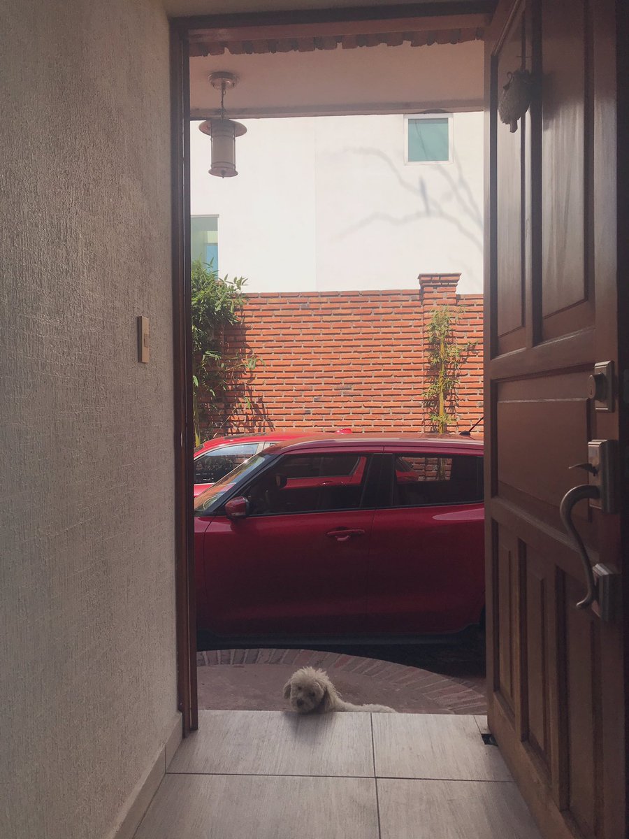 Me gusta abrir mi puerta por qué aunque el clima esté frío, caluroso o incluso lloviendo, ella está ahí ♥️🐶
 #boladepelos
