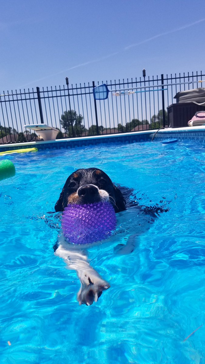 DoodleDexie's tweet photo. #poolday https://t.co/O7QbTmWgVm