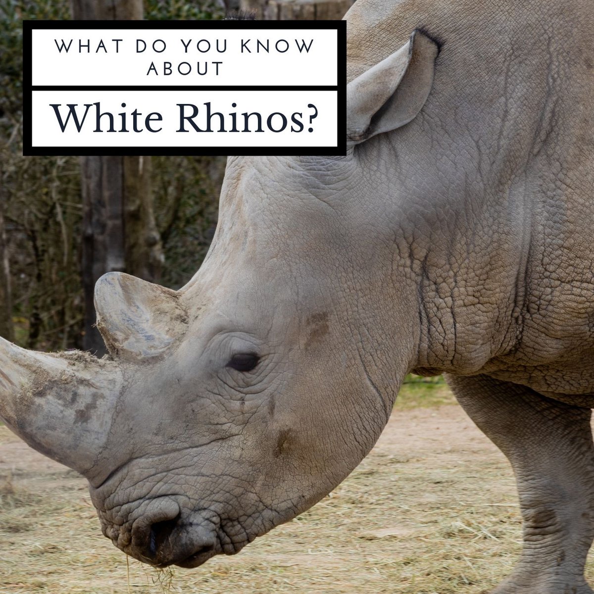 AMFFoundation's tweet photo. "Male white rhinos will have distinct territories, while female white rhinos have their own territories, but these often overlap." https://t.co/sbWYAGARd1 #rhino #AMF #AprilMalmsteen #AprilMalmsteenFoundation #conservation #environment https://t.co/n5UstgIzBD