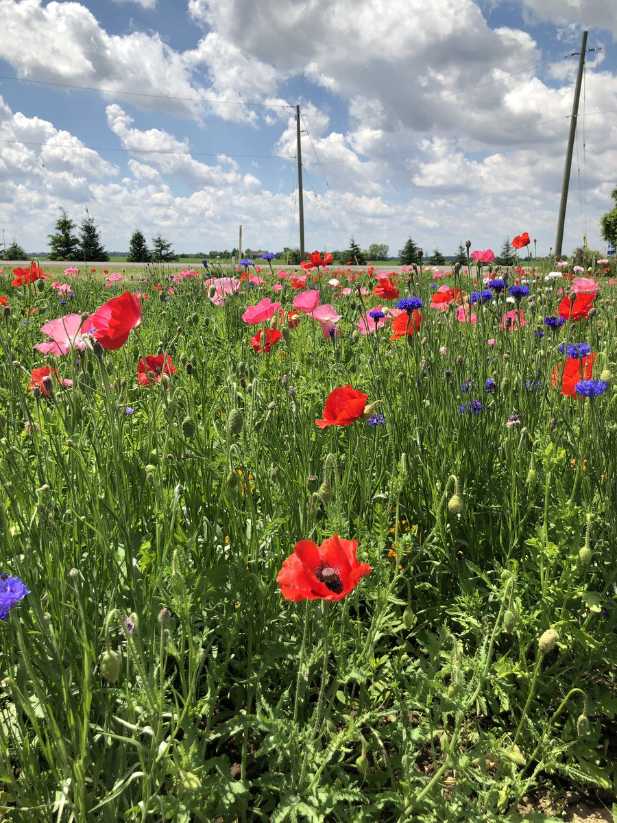 doncrops's tweet photo. @FS_PARTNERS Endure pollinator plot is buzzing to life #bywn19 in Ayr https://t.co/4AUVnsDg7K