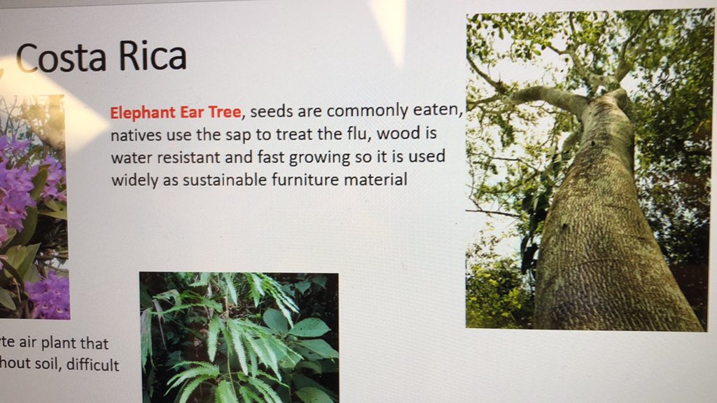 LCHS_AP_DC's tweet photo. Lower death rates in Costa Rica linked to Elephant Ear Tree Sap. It has not cures people from the Somnia coma but has prevented people from contracting the virus. #Hope https://t.co/hcDSp48SVD