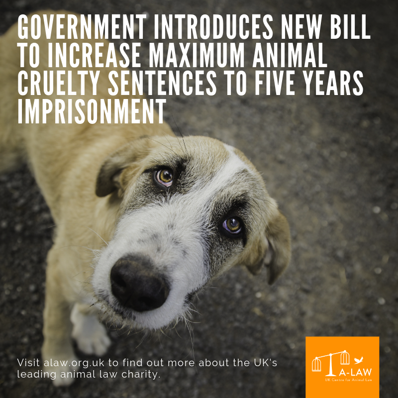 ALAWAnimalLaw's tweet photo. We are delighted to see the introduction of the Animal Welfare (Sentencing) Bill before Parliament today after our Chair joined other #animalprotection NGOs on Monday to call on the Gov't to fulfil its pledge to increase sentences https://t.co/YFyNAruNTC #AnimalsDeserveJustice https://t.co/U1lHqphobN