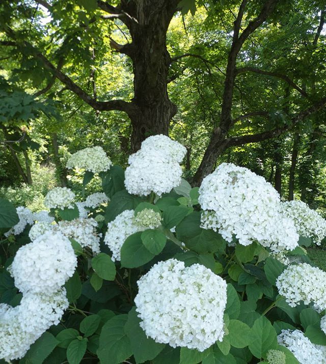 Dvmheather's tweet photo. Beautiful and huge hydrangea bush 

#columbusrosegarden # #rosegarden #flower #gardening #blooms #rosegardeners #gardeners #gardensofohio #ohiogardens #ohiogardeners #ohiogardentour #hydrangea #hydrangeabush  https://t.co/InweWm5xBv https://t.co/aU65ttOPzt