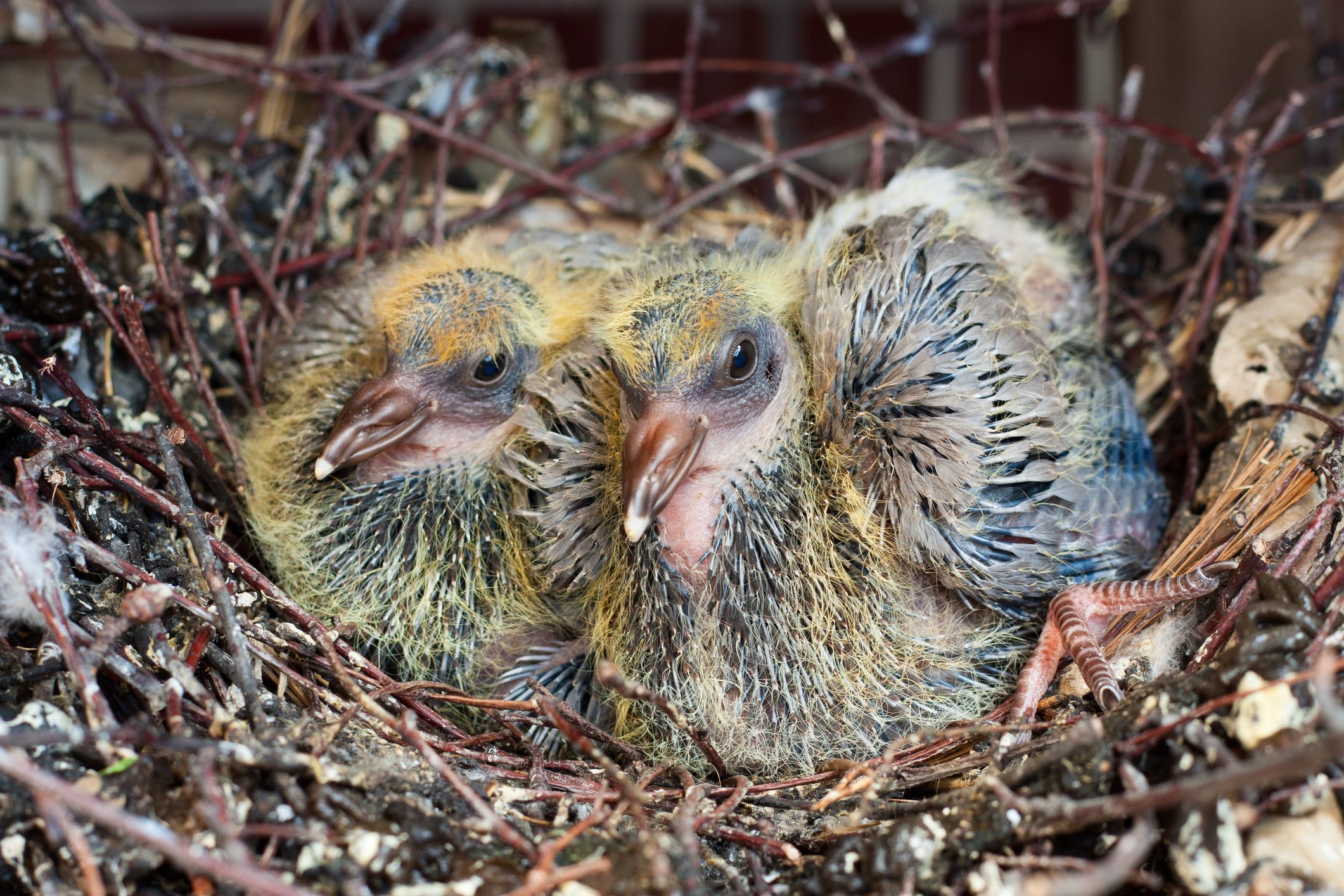 Nyc Parks Have You Ever Seen Baby Pigeons Here S What They Look Like Spotting Baby Pigeons Is Rare Since They Often Stay In Their Nests For Up To A Month