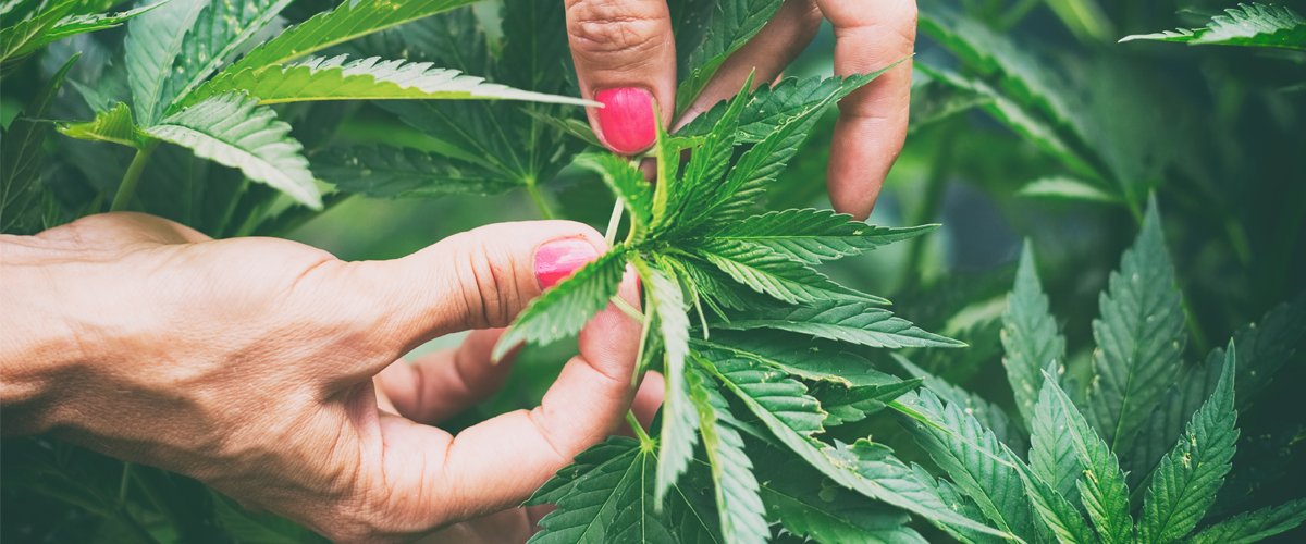 DiscreetWellnes's tweet photo. #FunFact: CBD rightfully garners much of the attention in the cannabis industry due to the many natural CBD benefits. But, did you know that it is just one of more than 100 cannabinoids scientists have so far discovered?

#DiscreetWellness #CBD https://t.co/bVL5Amk9yr