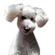 JonnyEngGaming's tweet photo. First #twitchemotes as Affiliate and it had to be my dog Ted of course! He can now be immortalised in my #twitch chat 😂 Thanks to @Gemmarosejarvis for creating it! #doge #streaming #gaming https://t.co/HOkI0O3fez