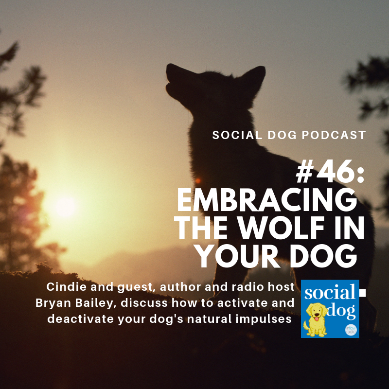 inflowradio's tweet photo. Today CIndie is joined by "Embracing the Wolf In Your Dog" author Bryan Bailey. Tune in to https://t.co/Ki3QENB7nc at 11 am PST/ 2 pm EST to hear this fascinating chat! https://t.co/qpSuNilq1N