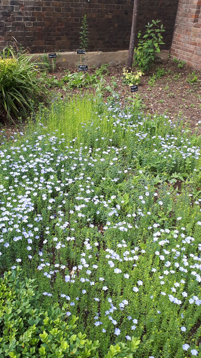 huguenotmuseum's tweet image. The flax growing in the Visitor Centre garden matches perfectly the flaxen blue of the designs on our building. Flax &amp;amp; dye plants are being grown by @FableandBase for the third textiles show in Rochester Art Gallery's Three Threads season, later this year @Enjoy_Medway