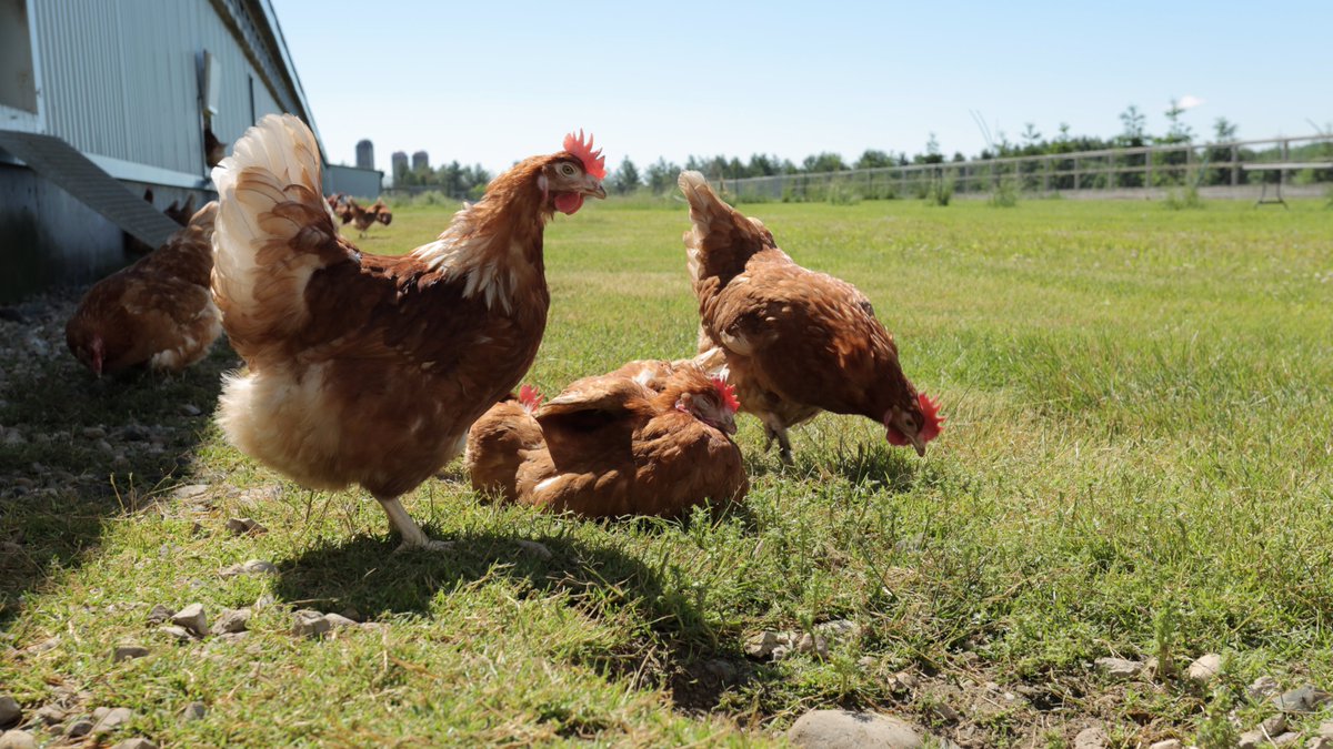 Last week our producers were in the field with <a href="/GrayRidgeEggs/">Gray Ridge Eggs Inc.</a> meeting with some amazing young egg farmers and CEO Bill Gray! Their story airs July 8 on <a href="/CTVLondon/">CTV London</a> - stay tuned! #FieldstoForks #OntAG