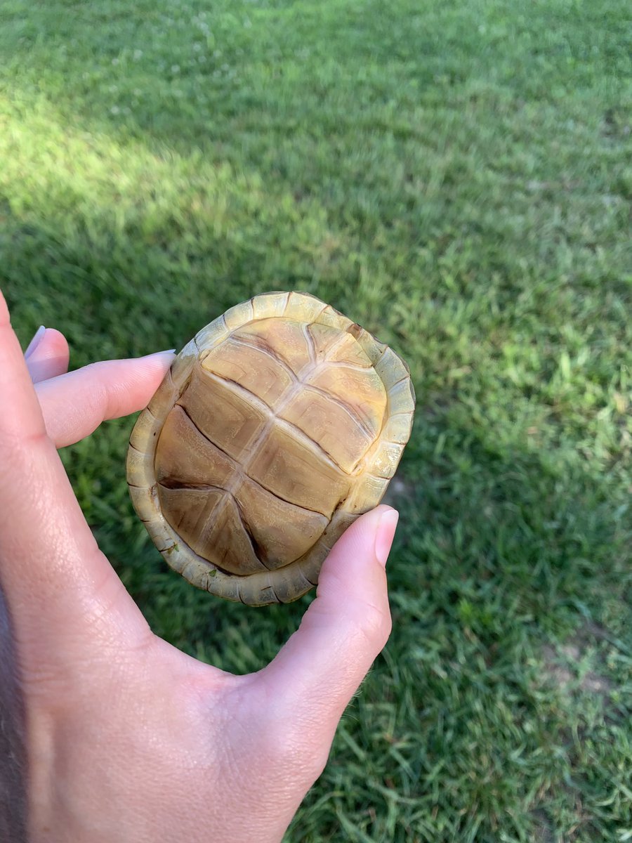 Welch_Mel83's tweet photo. Am I the only one who dies for these baby turtles? #thirdonethisyear #iwantone #savetheturtles @MDC_online https://t.co/PMhJXpvIeq