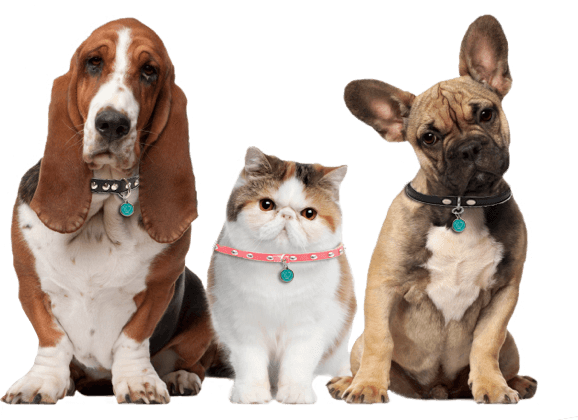 GetRoamingTails's tweet photo. One in 3 pets will go missing in their lifetime. That is way too many furry friends on their own! Help us protect pets and bring comfort to owners everywhere with the @GetRoamingTails Pet Tag &amp; Mobile App. Retweet to share and keep pets safe! #PetSafety #GetRoaming https://t.co/DURb6OMyhh