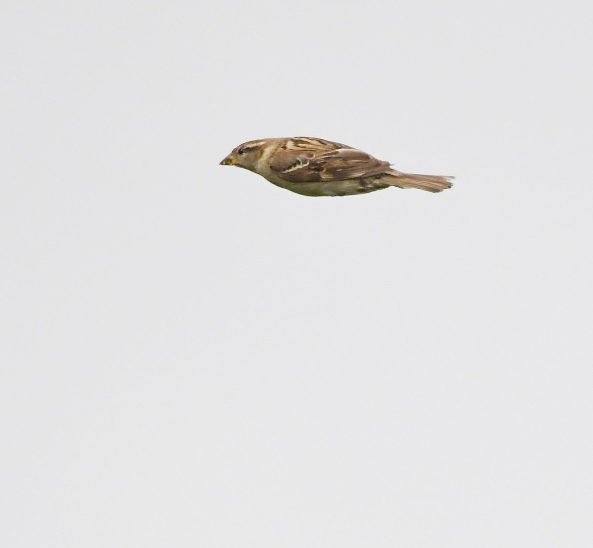 I also managed to dodge this House Sparrow launched at me!Good job I have quick reflections, it could have been deadly! 