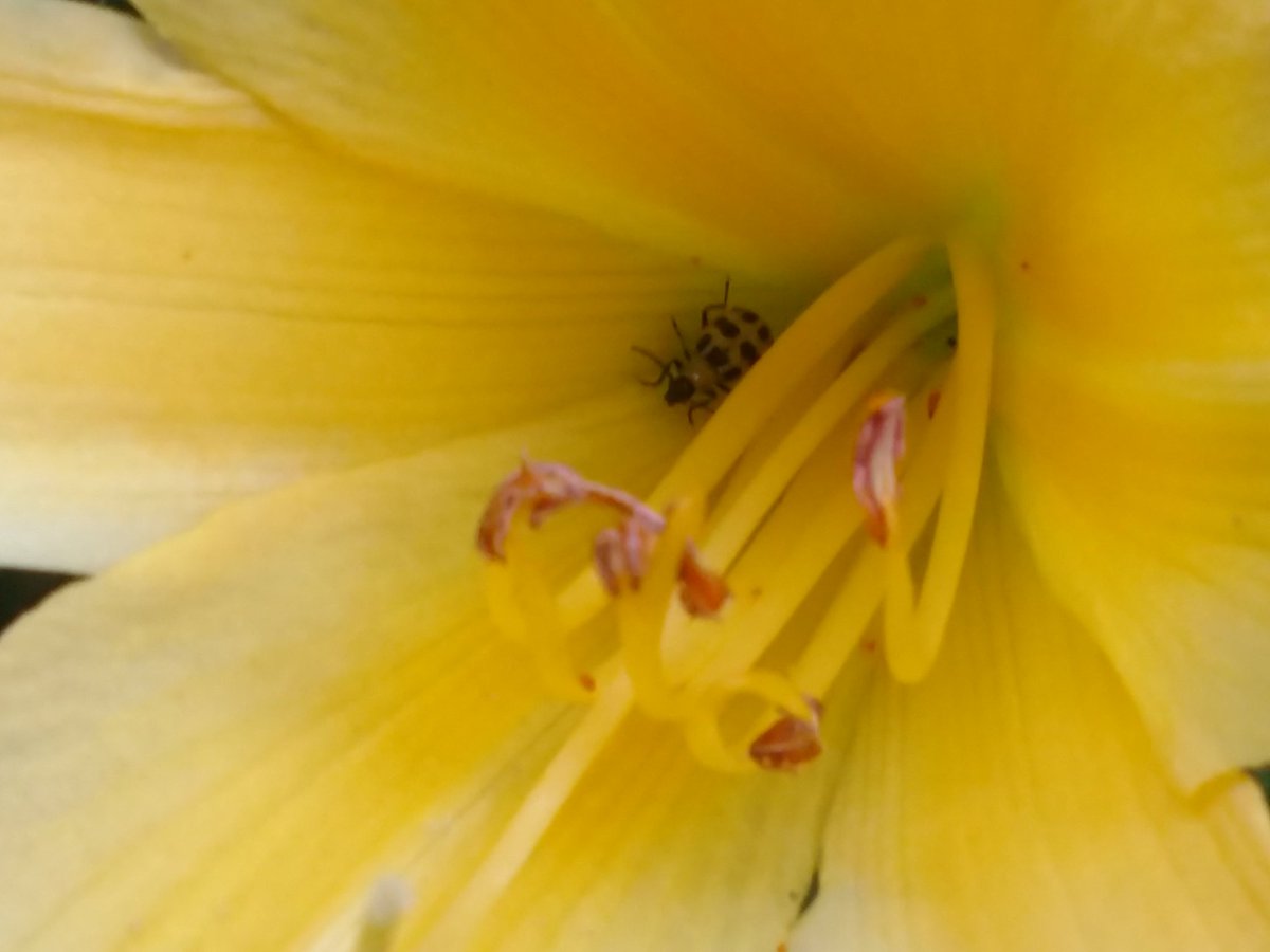 InflammaSean's tweet photo. A yellow flower,
Home to a tiny yellow beetle.
A gentle, cozy #JoyInSummer moment to calm these jangling nerves and tired bones.
#MECFS
#wiredButTired https://t.co/gaTt0hvrFB