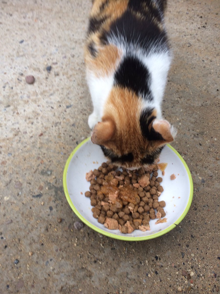 bluekittenshq's tweet photo. 🐾please help those poor cats❤️we need food to feed them twice a day❤️we rescued 7😽at home and feeding 8+ outside🐾new tortie young girl in garage recovering from chest infection ❤️please check out our https://t.co/d2fkYfltZs https://t.co/BSM3UYpJwj