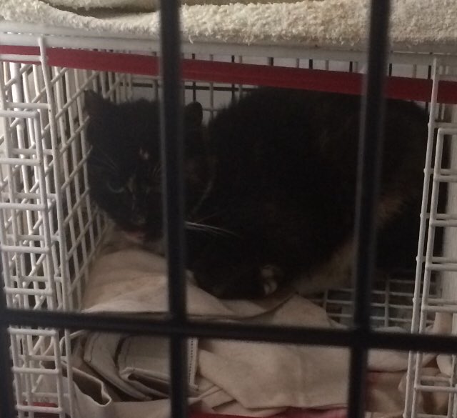 bluekittenshq's tweet photo. 🐾please help those poor cats❤️we need food to feed them twice a day❤️we rescued 7😽at home and feeding 8+ outside🐾new tortie young girl in garage recovering from chest infection ❤️please check out our https://t.co/d2fkYfltZs https://t.co/BSM3UYpJwj