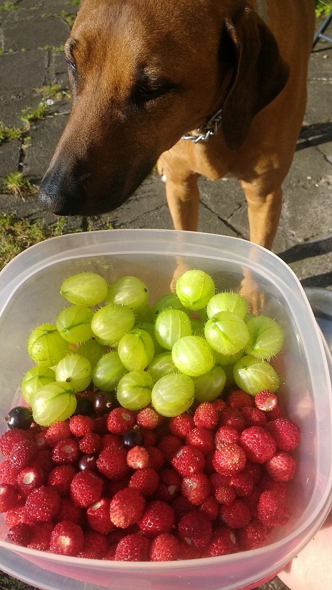 This evening's haul of wild strawberries, goosegogs and blackcurrants from the garden. Majority will ripen up in a week or two.